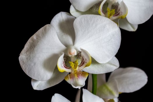 White orchid on the black background