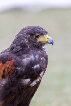 Close up of brown eagle