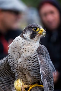 Peregrine Falcon (Falco peregrinus). These birds are the fastest animals in the world.