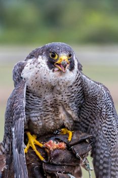 Peregrine Falcon (Falco peregrinus). These birds are the fastest animals in the world.

