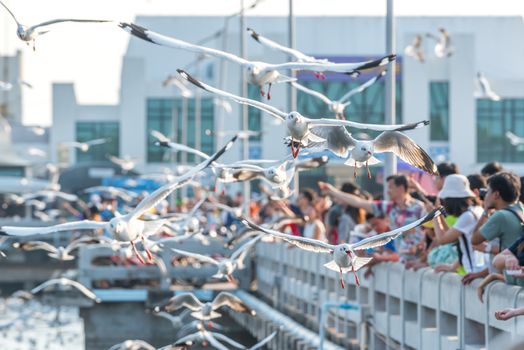 Samut Prakarn, Thailand - December 29, 2019 : Bang Pu provides habitat for large flocks of migratory seagulls annually in the early winter visitors can enjoy with feeding thousands of seagulls