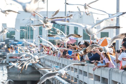 Samut Prakarn, Thailand - December 29, 2019 : Bang Pu provides habitat for large flocks of migratory seagulls annually in the early winter visitors can enjoy with feeding thousands of seagulls