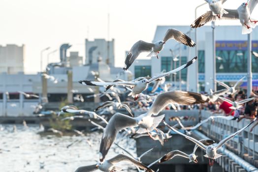 Samut Prakarn, Thailand - December 29, 2019 : Bang Pu provides habitat for large flocks of migratory seagulls annually in the early winter visitors can enjoy with feeding thousands of seagulls