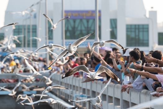 Samut Prakarn, Thailand - December 29, 2019 : Bang Pu provides habitat for large flocks of migratory seagulls annually in the early winter visitors can enjoy with feeding thousands of seagulls