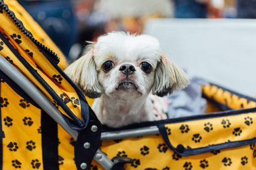 Bangkok, Thailand - July 2, 2016 : Unidentified asian dog owner with a dog feeling happy when owner and  pet (The dog) on shopping cart allowed to entrance for pets expo or exhibit hall