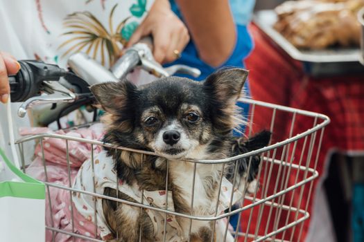 Bangkok, Thailand - December 19, 2015 : Unidentified asian dog owner with a dog feeling happy when owner and  pet (The dog) on shopping cart allowed to entrance for pets expo or exhibit hall