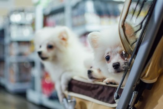 Bangkok, Thailand - July 2, 2016 : Unidentified asian dog owner with a dog feeling happy when owner and  pet (The dog) on shopping cart allowed to entrance for pets expo or exhibit hall