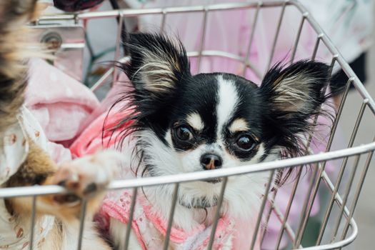 Bangkok, Thailand - December 19, 2015 : Unidentified asian dog owner with a dog feeling happy when owner and  pet (The dog) on shopping cart allowed to entrance for pets expo or exhibit hall