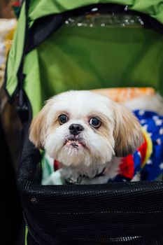 Bangkok, Thailand - July 2, 2016 : Unidentified asian dog owner with a dog feeling happy when owner and  pet (The dog) on shopping cart allowed to entrance for pets expo or exhibit hall