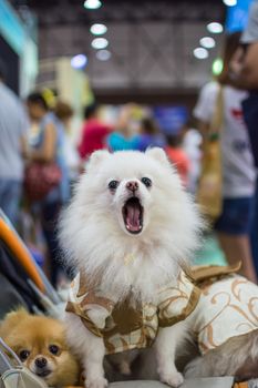 Bangkok, Thailand - July 2, 2016 : Unidentified asian dog owner with a dog feeling happy when owner and  pet (The dog) on shopping cart allowed to entrance for pets expo or exhibit hall
