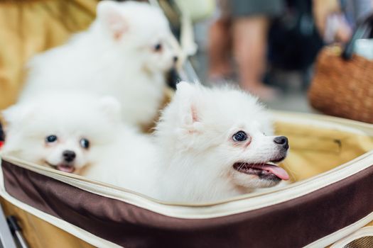 Bangkok, Thailand - July 2, 2016 : Unidentified asian dog owner with a dog feeling happy when owner and  pet (The dog) on shopping cart allowed to entrance for pets expo or exhibit hall