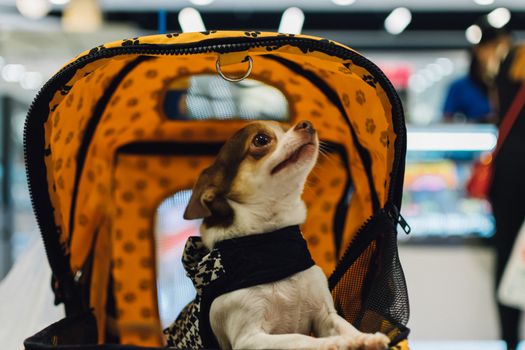 Bangkok, Thailand - December 30, 2015 : Unidentified asian dog owner with a dog feeling happy when owner and  pet (The dog) on shopping cart allowed to entrance for pets expo or exhibit hall