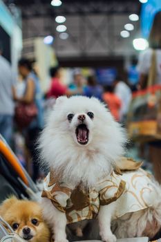 Bangkok, Thailand - July 2, 2016 : Unidentified asian dog owner with a dog feeling happy when owner and  pet (The dog) on shopping cart allowed to entrance for pets expo or exhibit hall