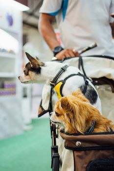 Bangkok, Thailand - July 2, 2016 : Unidentified asian dog owner with a dog feeling happy when owner and  pet (The dog) on shopping cart allowed to entrance for pets expo or exhibit hall