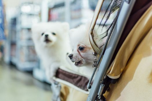 Bangkok, Thailand - July 2, 2016 : Unidentified asian dog owner with a dog feeling happy when owner and  pet (The dog) on shopping cart allowed to entrance for pets expo or exhibit hall