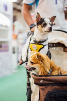 Bangkok, Thailand - July 2, 2016 : Unidentified asian dog owner with a dog feeling happy when owner and  pet (The dog) on shopping cart allowed to entrance for pets expo or exhibit hall