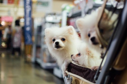 Bangkok, Thailand - July 2, 2016 : Unidentified asian dog owner with a dog feeling happy when owner and  pet (The dog) on shopping cart allowed to entrance for pets expo or exhibit hall