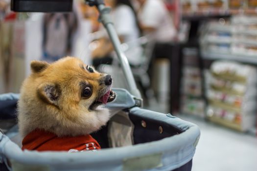 Bangkok, Thailand - July 2, 2016 : Unidentified asian dog owner with a dog feeling happy when owner and  pet (The dog) on shopping cart allowed to entrance for pets expo or exhibit hall