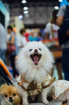 Bangkok, Thailand - July 2, 2016 : Unidentified asian dog owner with a dog feeling happy when owner and  pet (The dog) on shopping cart allowed to entrance for pets expo or exhibit hall