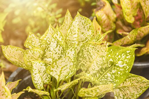 Green leaves background with the morning sun light.Thailand.