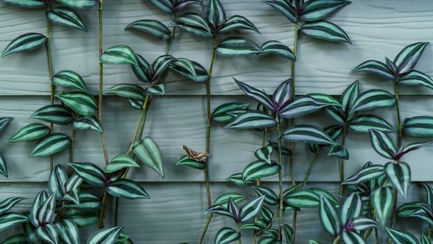 Plant leat with white and green grown on white wall background.