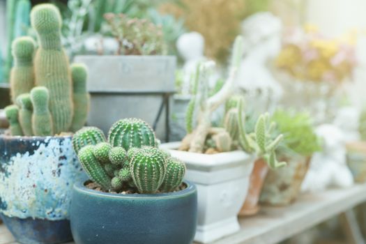 Succulents and home plants in ceramic pots and cement sculpture roman style decoration.