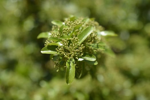 Scarlet firethorn - Latin name - Pyracantha coccinea