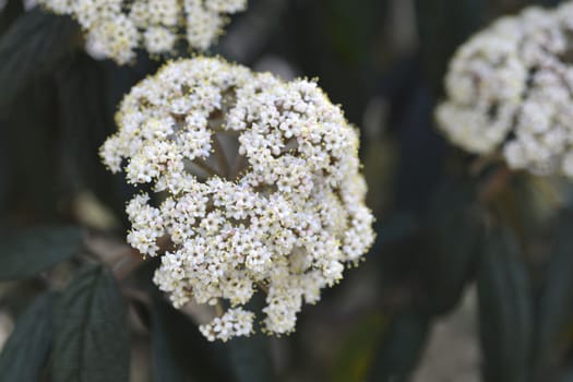 Wrinkled viburnum flowers - Latin name - Viburnum rhytidophyllum