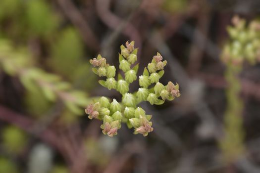 European stonecrop - Latin name - Sedum ochroleucum