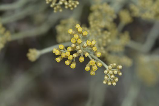 Italian everlasting yellow flower buds - Latin name - Helichrysum italicum