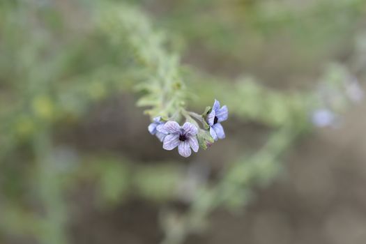 Cretan Blue hounds tongue flower - Latin name - Cynoglossum creticum