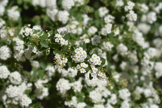 Van Houttes spiraea - Latin name - Spiraea x vanhouttei