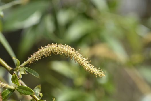 White willow - Latin name - Salix alba