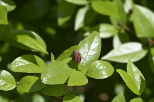 Carolina allspice flower bud - Latin name - Calycanthus floridus