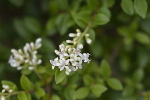 Delavay privet - Latin name - Ligustrum delavayanum