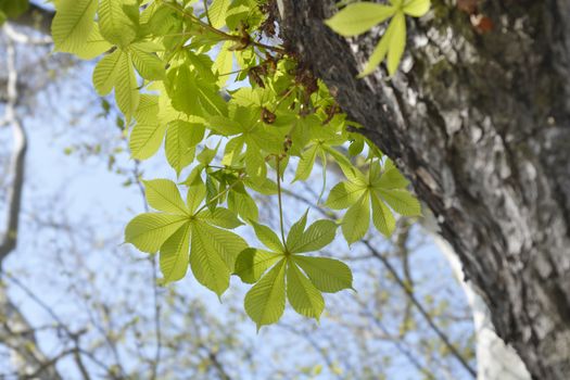 Common horse chestnut - Latin name - Aesculus hippocastanum