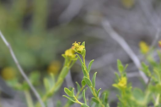 Spiny spurge small flower - Latin name - Euphorbia spinosa