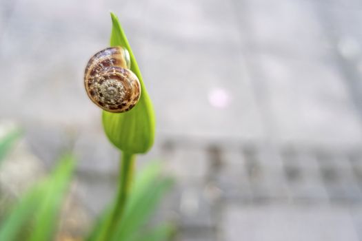 snail on a leaf in nature