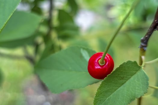 sour cherries on a branch in nature