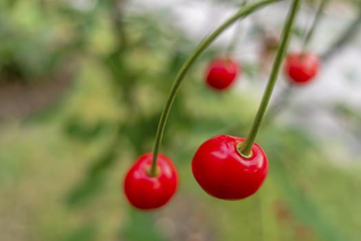 sour cherries on a branch in nature