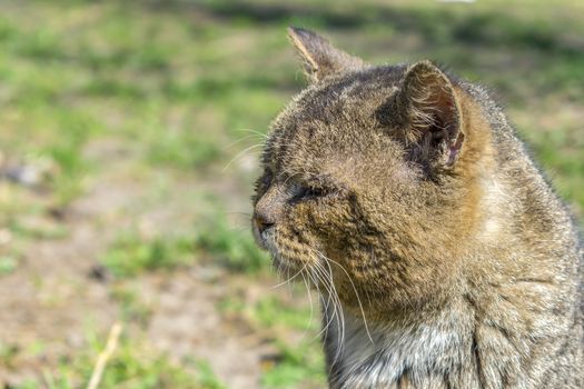 Muzzle of a sad, old and sick, street cat close-up