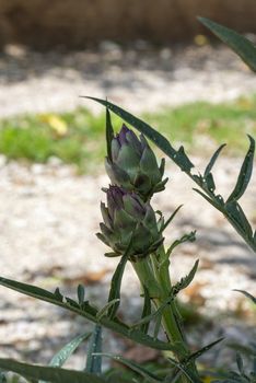 a plant with two recently born artichokes