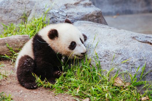 A baby panda walks during the day in San Diego, California, USA