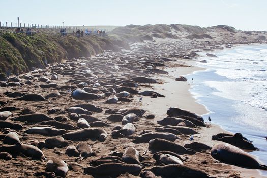 Hundreds of elephant seals lay on a beach during mating season near San Simeon, California, USA