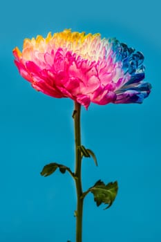 Multicolored flowers on blue background