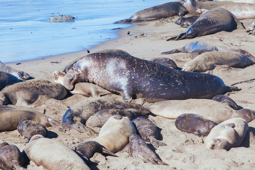 Hundreds of elephant seals lay on a beach during mating season near San Simeon, California, USA