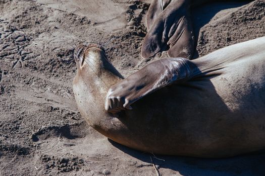 Hundreds of elephant seals lay on a beach during mating season near San Simeon, California, USA