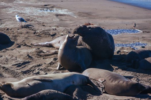 Hundreds of elephant seals lay on a beach during mating season near San Simeon, California, USA