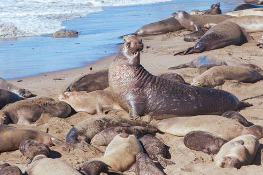 Hundreds of elephant seals lay on a beach during mating season near San Simeon, California, USA