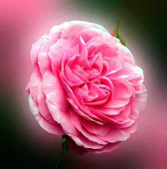 Roses photographed in English Cottage garden.